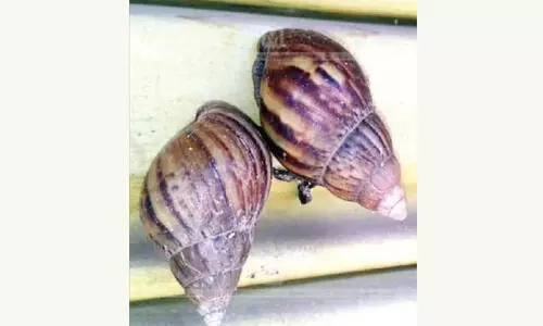 ആഫ്രിക്കൻ ഒച്ച് ഒഴിയാബാധ; കണ്ണീരോടെ കർഷകർ