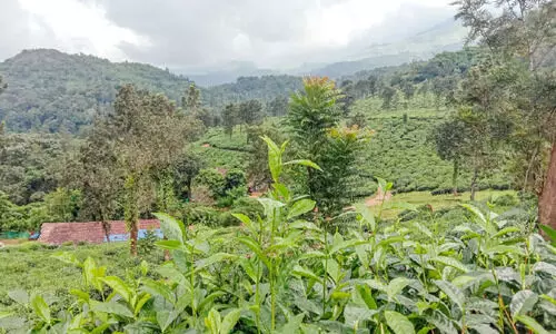 അനുമതി ലഭിച്ചു: തോട്ടങ്ങൾ പ്രവർത്തിച്ചത് പേരിനുമാത്രം