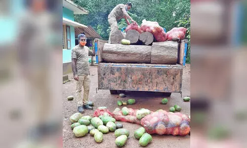 പച്ചക്കറി ലോറിയിൽ കടത്തിയ ഈട്ടിമരം പിടികൂടി