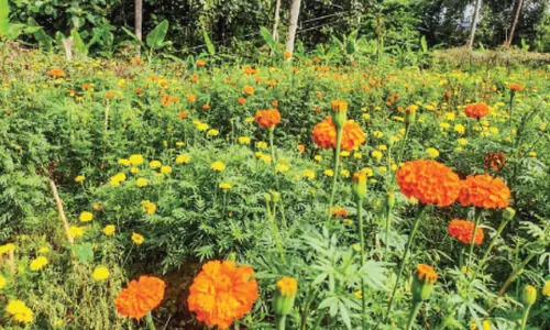 ക്ഷേത്രമുറ്റത്ത്​ പൂകൃഷി പൂത്തുലഞ്ഞു