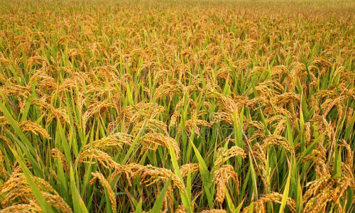 കോവിഡ് വ്യാപനം കുട്ടനാട്ടിൽ കൊയ്ത്ത് മുടങ്ങുമെന്ന് ആശങ്ക കോവിഡ് വ്യാപനം കുട്ടനാട്ടിൽ കൊയ്ത്ത് മുടങ്ങുമെന്ന് ആശങ്ക