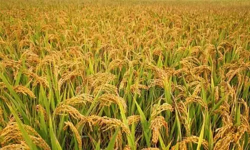 കോവിഡ് വ്യാപനം കുട്ടനാട്ടിൽ കൊയ്ത്ത് മുടങ്ങുമെന്ന്​ ആശങ്ക