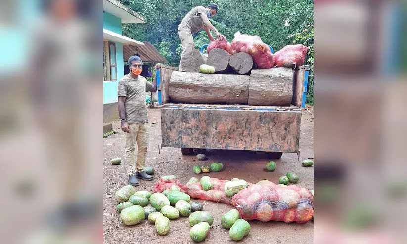 പച്ചക്കറി ലോറിയിൽ കടത്തിയ ഈട്ടിമരം പിടികൂടി