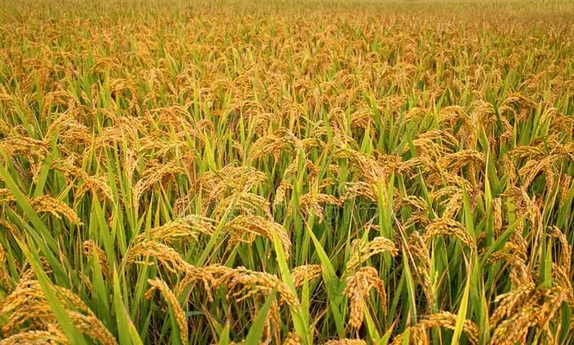 സംഭരിച്ച നെല്ലി​െൻറ വില കിട്ടിയില്ല; കർഷകർ പ്രതിസന്ധിയിൽ