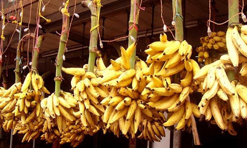 ഓണവിപണി: ഏത്തക്കായ വില ഉയരുന്നു; നാടന് 65 ൽ എത്തി ഓണവിപണി: ഏത്തക്കായ വില ഉയരുന്നു; നാടന് 65 ൽ എത്തി