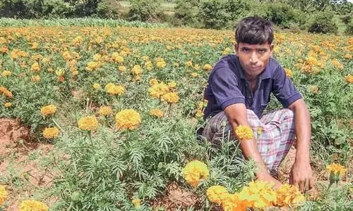 ഓണം വർണാഭമാക്കാൻ മറുനാടൻ പൂക്കൾ ഇത്തവണയുമില്ല ഓണം വർണാഭമാക്കാൻ മറുനാടൻ പൂക്കൾ ഇത്തവണയുമില്ല