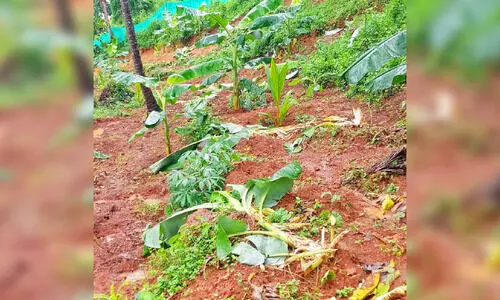 മുക്കത്ത്​ കാട്ടുപന്നികളെ വെടിവെക്കാൻ അനുമതി