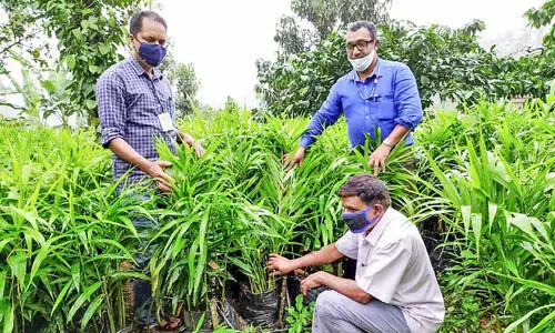 ഗ്രോബാഗിൽ ജൈവ ഇഞ്ചിക്കൃഷി, സേതുമാധവൻ സൂപ്പറാ!