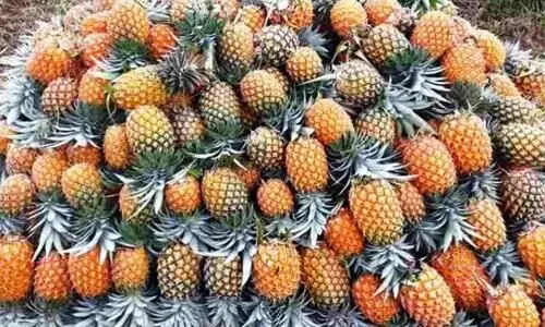 പൈനാപ്പിൾ വിലയിടിവ്​: കർഷകർ ആത്​മഹത്യ മുനമ്പിൽ