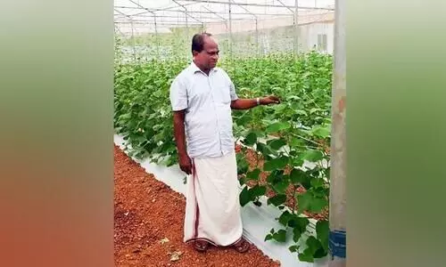 പ്രതീക്ഷയുടെ തണലിൽ പച്ചപിടിച്ച്​ സമ്മിശ്ര കൃഷിയുമായി മുൻ പ്രവാസി