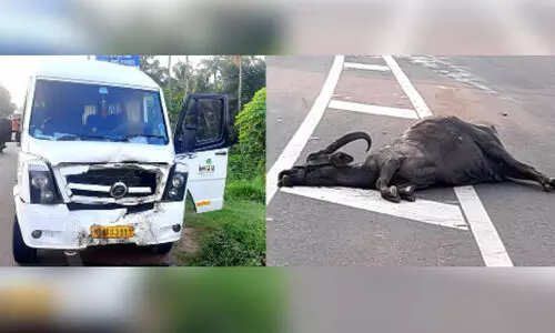 ടെമ്പോ ട്രാവലറിടിച്ച്​ എരുമ ചത്തു