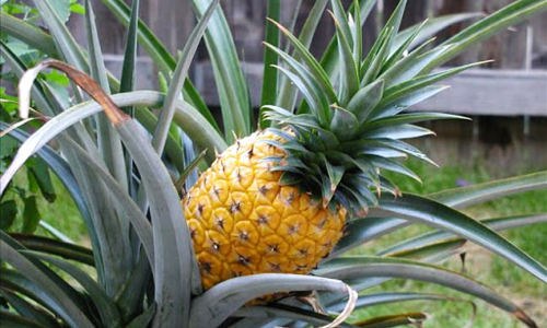 പൈനാപ്പിൾ കൃഷിയിൽ കീടനാശിനി ഉപയോഗിക്കുന്നത് നിയന്ത്രിക്കാൻ ഉത്തരവ്