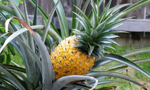 പൈനാപ്പിൾ കൃഷിയിൽ കീടനാശിനി ഉപയോഗിക്കുന്നത് നിയന്ത്രിക്കാൻ ഉത്തരവ്