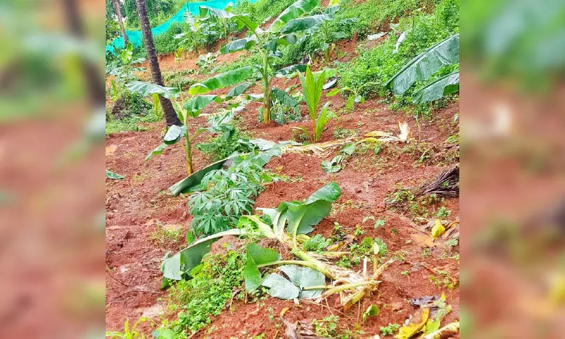 മുക്കത്ത് കാട്ടുപന്നികളെ വെടിവെക്കാൻ അനുമതി മുക്കത്ത് കാട്ടുപന്നികളെ വെടിവെക്കാൻ അനുമതി