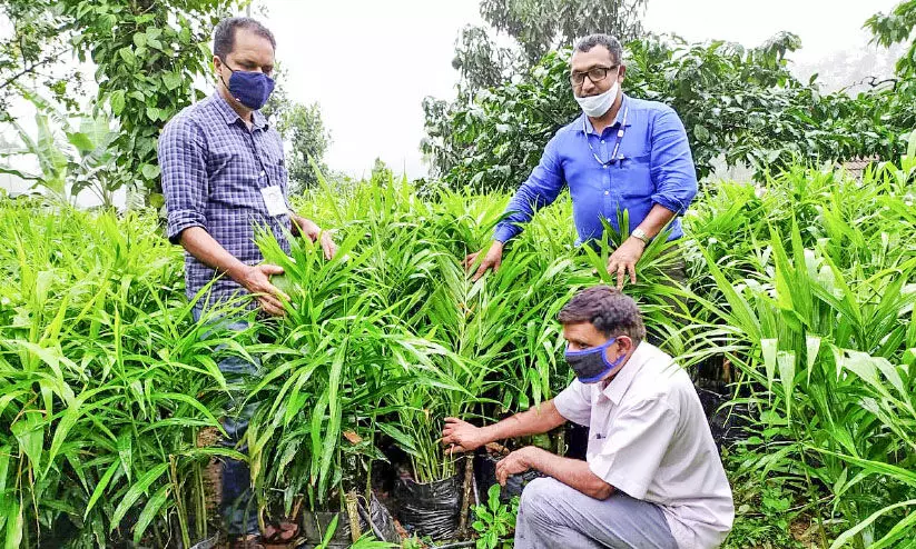 ഗ്രോബാഗിൽ ജൈവ ഇഞ്ചിക്കൃഷി, സേതുമാധവൻ സൂപ്പറാ! ഗ്രോബാഗിൽ ജൈവ ഇഞ്ചിക്കൃഷി, സേതുമാധവൻ സൂപ്പറാ!