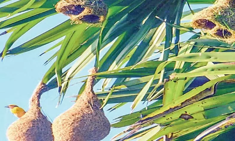 ഓലഞ്ഞാലി കുരുവി.... ഓലഞ്ഞാലി കുരുവി....