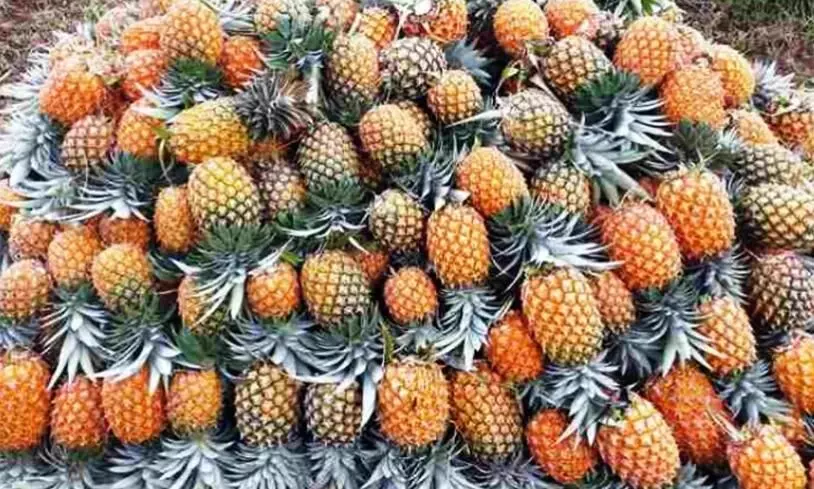 പൈനാപ്പിൾ വിലയിടിവ്​: കർഷകർ ആത്​മഹത്യ മുനമ്പിൽ