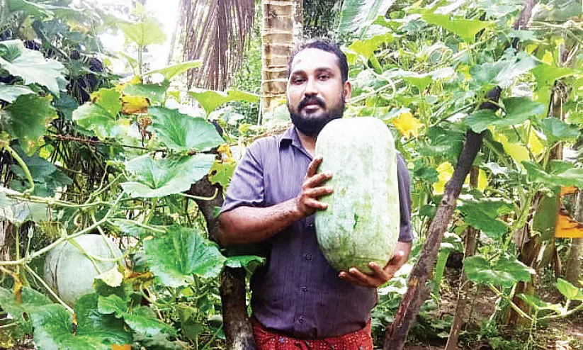 അഞ്ച് രൂപയുടെ തൈ നട്ടു; വിളവെടുത്തത് 600 കിലോ കുമ്പളം അഞ്ച് രൂപയുടെ തൈ നട്ടു; വിളവെടുത്തത് 600 കിലോ കുമ്പളം