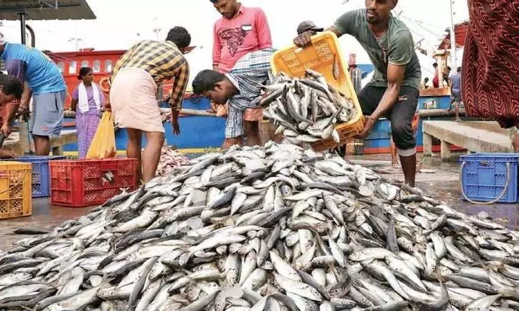 മത്സ്യവിപണി ഇടിഞ്ഞു; നല്ല മത്സ്യത്തിന് വില കിട്ടുന്നില്ല മത്സ്യവിപണി ഇടിഞ്ഞു; നല്ല മത്സ്യത്തിന് വില കിട്ടുന്നില്ല
