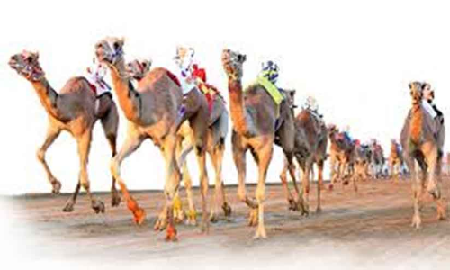 കൂടുതൽ ഒട്ടകയോട്ട മത്സരങ്ങൾ സംഘടിപ്പിക്കാൻ നിർദേശിച്ച്​ കിരീടാവകാശി