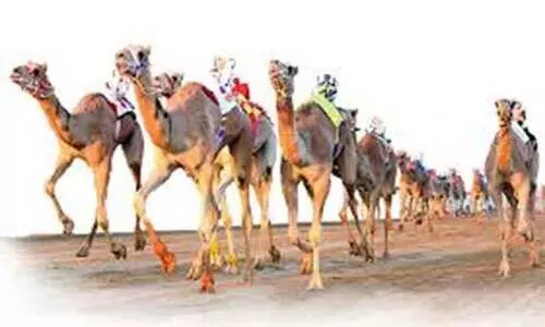 കൂടുതൽ ഒട്ടകയോട്ട മത്സരങ്ങൾ സംഘടിപ്പിക്കാൻ നിർദേശിച്ച്​ കിരീടാവകാശി