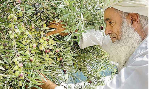 ജബൽ അഖ്​ദറിലെ ഗ്രാമങ്ങൾ ഒലിവ്​ വിളവെടുപ്പിന്​ ഒരുങ്ങി