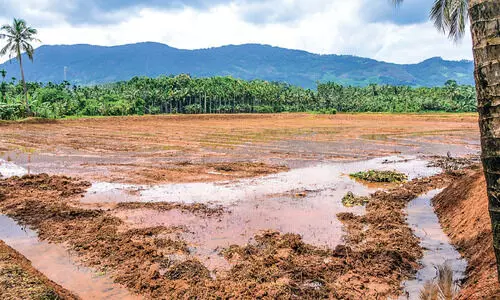 നെല്‍കൃഷിക്ക് വയലുകള്‍ ഒരുങ്ങി; തൊഴിലാളിക്ഷാമം പ്രതിസന്ധി