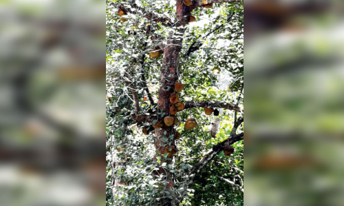 ക​യ​റ്റു​മ​തി​യി​ല്ല; നേ​ട്ട​മി​ല്ലാ​തെ ച​ക്ക​ക്കാ​ലം മ​ട​ങ്ങു​ന്നു