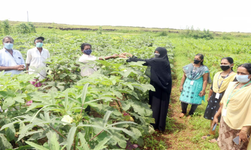 ജൈവ പച്ചക്കറി കൃഷിയിൽ വിജയഗാഥ രചിച്ച്​ തവരത്തടം