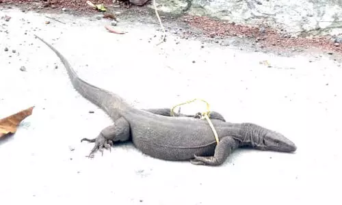 അപ്രതീക്ഷിത അതിഥിയായി ഉടുമ്പ്; കുടുക്കിട്ട് പിടിച്ച് വീട്ടുകാർ