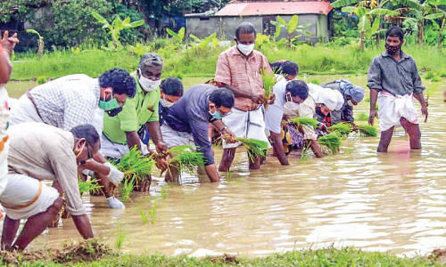 യുവാക്കൾ മുന്നിട്ടിറങ്ങി; പേരനാട്ട് പാടം പച്ചയണിഞ്ഞു
