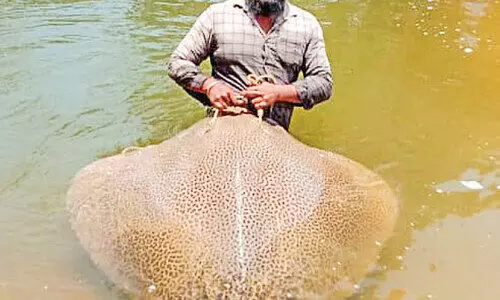 ചൂണ്ടയിൽ കൊത്തി ഭീമൻ പുള്ളി തിരണ്ടി