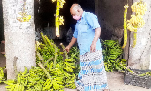 ഓണവിപണിയിൽ നാടൻ ഏത്തക്കുലകൾക്ക്​ ക്ഷാമം; വരത്തനും വിലകൂടി