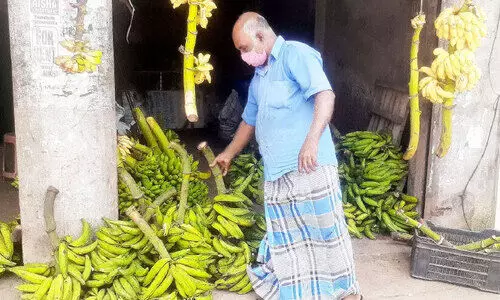 ഓണവിപണിയിൽ നാടൻ ഏത്തക്കുലകൾക്ക്​ ക്ഷാമം; വരത്തനും വിലകൂടി