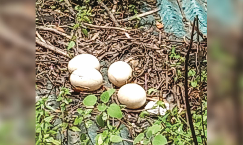 നഗരത്തിലെ കെട്ടിടത്തിൽ മുട്ടയിട്ട് അടയിരുന്ന്​ മയിലമ്മ