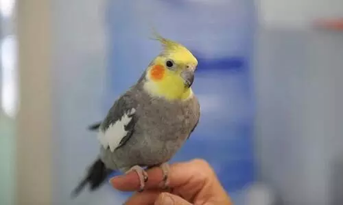 വ​ള​ർ​ത്തു​കി​ളി പാ​റി​പ്പോ​യി; നാ​ലാം ക്ലാ​സു​കാ​രി ജീ​വ​നൊ​ടു​ക്കി