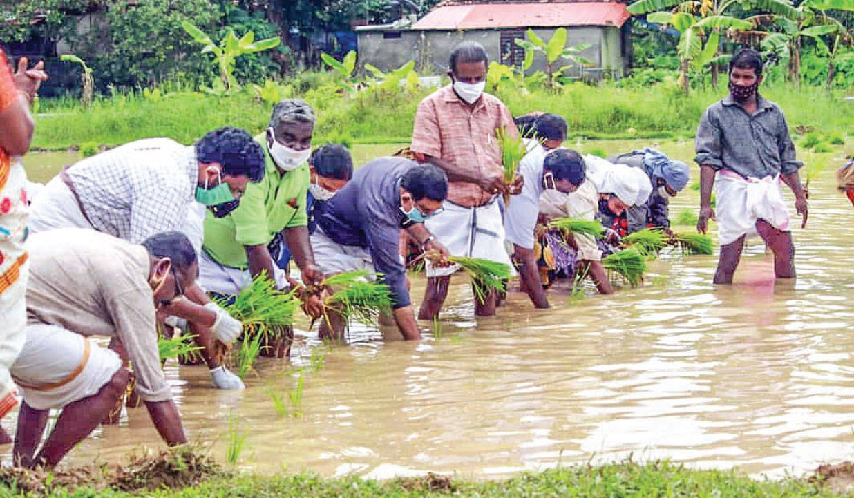 യുവാക്കൾ മുന്നിട്ടിറങ്ങി; പേരനാട്ട് പാടം പച്ചയണിഞ്ഞു യുവാക്കൾ മുന്നിട്ടിറങ്ങി; പേരനാട്ട് പാടം പച്ചയണിഞ്ഞു