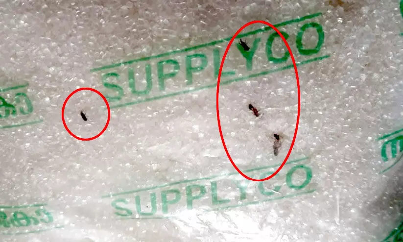 ഓണക്കിറ്റിലെ പഞ്ചസാര പാക്കറ്റിൽ ചെള്ളും ഉറുമ്പുകളും