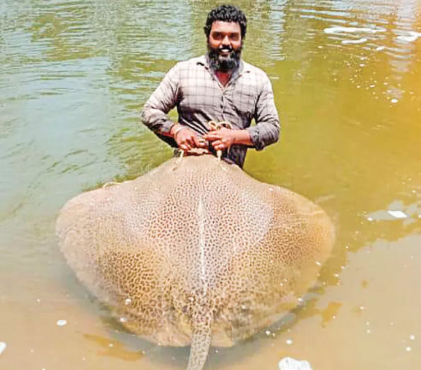 ചൂണ്ടയിൽ കൊത്തി ഭീമൻ പുള്ളി തിരണ്ടി ചൂണ്ടയിൽ കൊത്തി ഭീമൻ പുള്ളി തിരണ്ടി