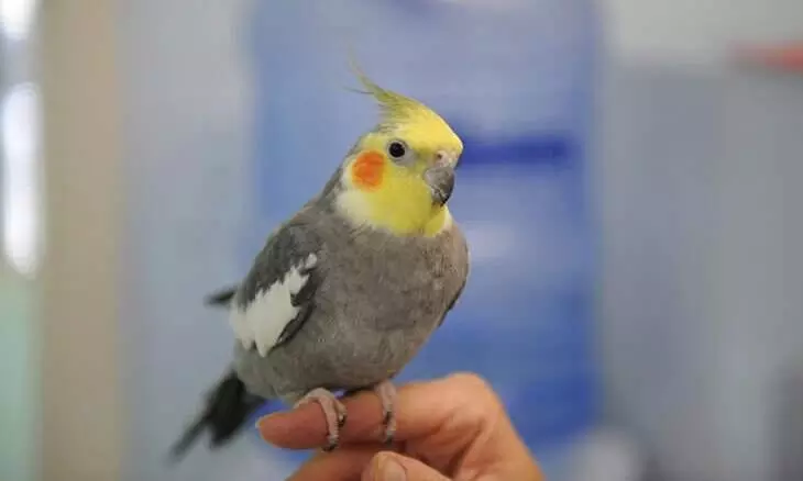 വ​ള​ർ​ത്തു​കി​ളി പാ​റി​പ്പോ​യി; നാ​ലാം ക്ലാ​സു​കാ​രി ജീ​വ​നൊ​ടു​ക്കി