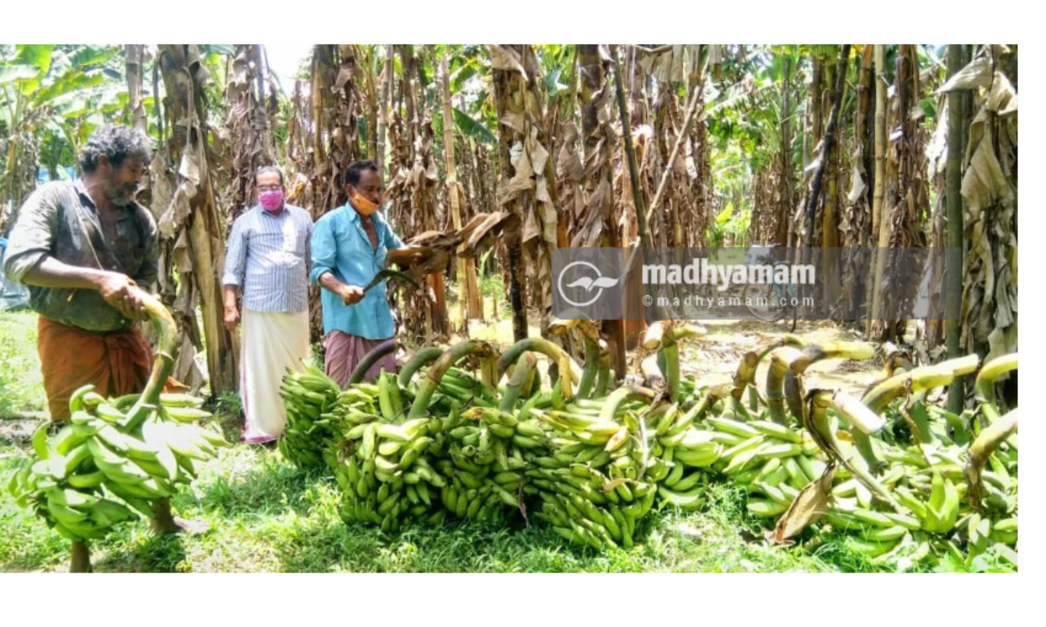 വിളവെടുപ്പിനൊരുങ്ങി ചേന്ദമംഗലത്തെ വാഴത്തോപ്പുകൾ