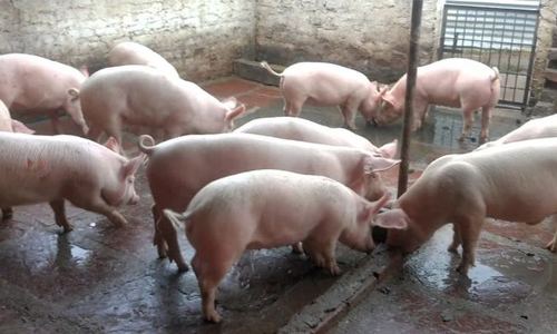 സ്കൂൾ പരിസരത്ത്​ പന്നിഫാം ; നിർത്തിവെക്കണമെന്ന് മനുഷ്യാവകാശ കമീഷൻ