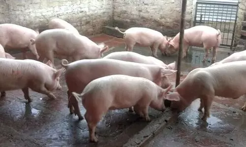 സ്കൂൾ പരിസരത്ത്​ പന്നിഫാം ; നിർത്തിവെക്കണമെന്ന് മനുഷ്യാവകാശ കമീഷൻ