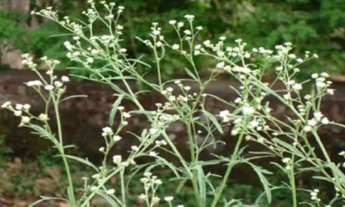 പാ​ർ​ത്തീ​നി​യം വി​ഷ​ച്ചെ​ടി ദോ​ഫാ​റി​ൽ വ്യാ​പി​ക്കു​ന്നു
