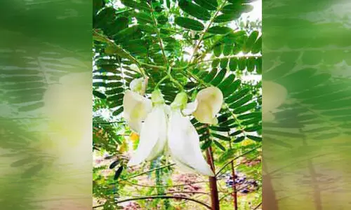 തഴച്ചുവളർന്ന് ​അഗസ്ത്യൻ മുഴിയിലെ അഗസ്തി മരങ്ങൾ