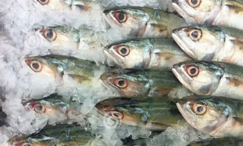 കുമരകത്ത് പഴകിയ മത്സ്യം പിടിച്ചു