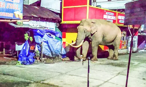 ഇടവേളക്കുശേഷം പടയപ്പ മൂന്നാറിൽ