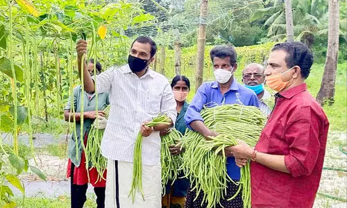 പച്ചക്കറിയിൽ സ്വാശ്രയത്വത്തിലേക്ക് അതിവേഗം ; ചൊരിമണലില് വിജയം തീർത്ത് കഞ്ഞിക്കുഴി പച്ചക്കറിയിൽ സ്വാശ്രയത്വത്തിലേക്ക് അതിവേഗം ; ചൊരിമണലില് വിജയം തീർത്ത് കഞ്ഞിക്കുഴി