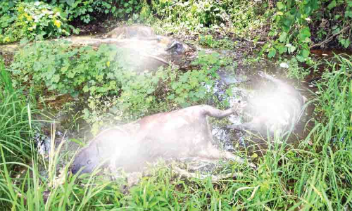 ആളൊഴിഞ്ഞ പറമ്പിൽനിന്ന്​ കടുത്ത ദുർഗന്ധം; 16 കാട്ടുപന്നികളും പാമ്പുകളും ഉടുമ്പും ഷോക്കേറ്റ്​ ചത്ത നിലയിൽ