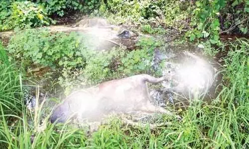 ആളൊഴിഞ്ഞ പറമ്പിൽനിന്ന് കടുത്ത ദുർഗന്ധം; 16 കാട്ടുപന്നികളും പാമ്പുകളും ഉടുമ്പും ഷോക്കേറ്റ് ചത്ത നിലയിൽ ആളൊഴിഞ്ഞ പറമ്പിൽനിന്ന് കടുത്ത ദുർഗന്ധം; 16 കാട്ടുപന്നികളും പാമ്പുകളും ഉടുമ്പും ഷോക്കേറ്റ് ചത്ത നിലയിൽ